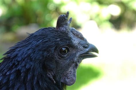 Pertanda ayam hitam masuk rumah  Sebab dalam Islam menjalin silaturahmi mempunyai keutamaan khusus